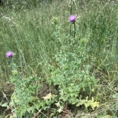 Silybum marianum at Bruce, ACT - 8 Nov 2021