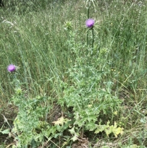 Silybum marianum at Bruce, ACT - 8 Nov 2021