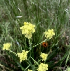 Hirschfeldia incana (Buchan Weed) at Bruce, ACT - 8 Nov 2021 by goyenjudy