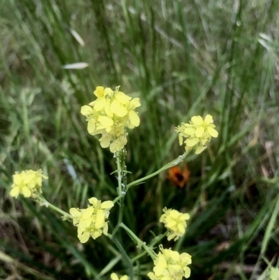 Hirschfeldia incana (Buchan Weed) at Bruce Ridge to Gossan Hill - 8 Nov 2021 by goyenjudy