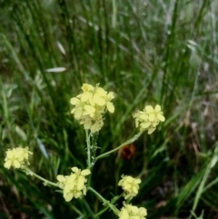 Hirschfeldia incana at Bruce, ACT - 8 Nov 2021