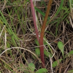 Thelymitra (Genus) (Sun Orchid) at Hall, ACT - 6 Nov 2021 by AndyRoo
