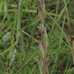 Thelymitra sp. at Hall, ACT - 6 Nov 2021