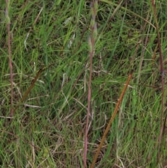 Thelymitra sp. at Hall, ACT - 6 Nov 2021