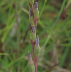 Thelymitra sp. at Hall, ACT - 6 Nov 2021