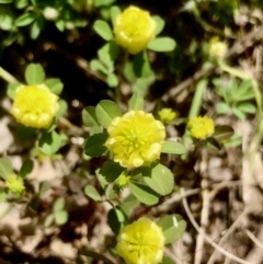 Trifolium campestre (Hop Clover) at Bruce Ridge to Gossan Hill - 8 Nov 2021 by goyenjudy