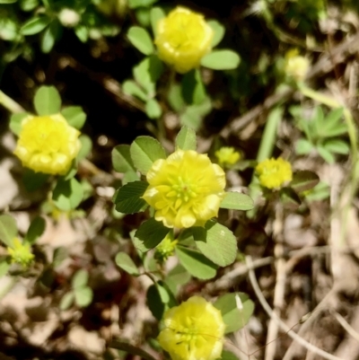 Trifolium campestre (Hop Clover) at Bruce Ridge to Gossan Hill - 8 Nov 2021 by goyenjudy