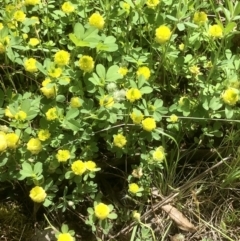 Trifolium campestre at Bruce, ACT - 8 Nov 2021 11:49 AM