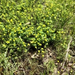 Trifolium campestre at Bruce, ACT - 8 Nov 2021 11:49 AM