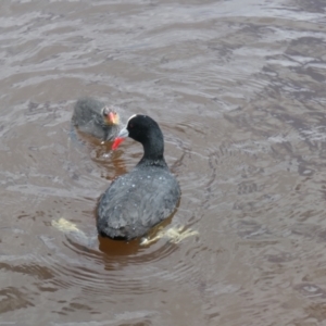 Fulica atra at Forde, ACT - 7 Nov 2021