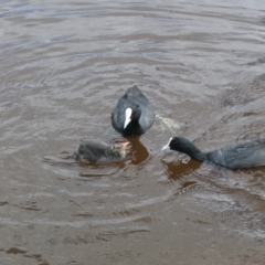 Fulica atra at Forde, ACT - 7 Nov 2021