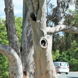 Cacatua galerita at Gungahlin, ACT - 8 Nov 2021