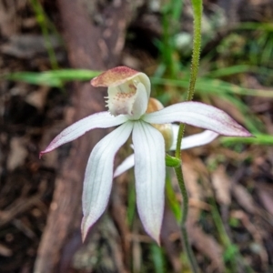 Caladenia moschata at Rossi, NSW - 6 Nov 2021