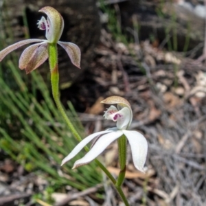 Caladenia moschata at Rossi, NSW - 6 Nov 2021