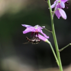 Syrphini (tribe) at Chiltern, VIC - 30 Oct 2021 09:54 AM