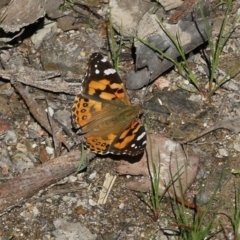 Vanessa kershawi (Australian Painted Lady) at Chiltern, VIC - 30 Oct 2021 by KylieWaldon