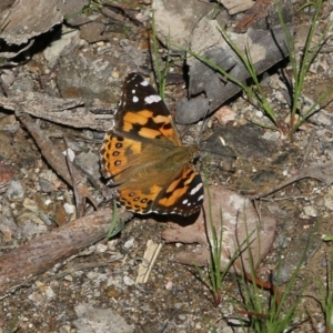 Vanessa kershawi at Chiltern, VIC - 30 Oct 2021 09:57 AM