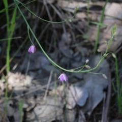 Arthropodium strictum (Chocolate Lily) at Chiltern, VIC - 30 Oct 2021 by KylieWaldon