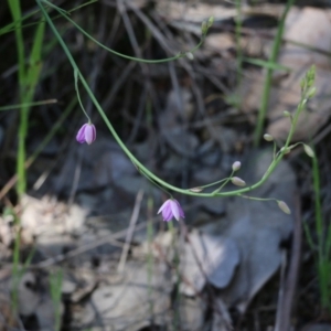 Arthropodium strictum at Chiltern, VIC - 30 Oct 2021