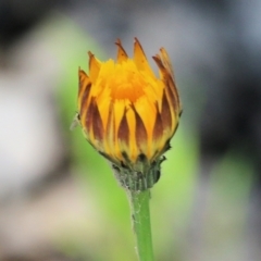 Hypochaeris radicata at Chiltern, VIC - 30 Oct 2021 by KylieWaldon
