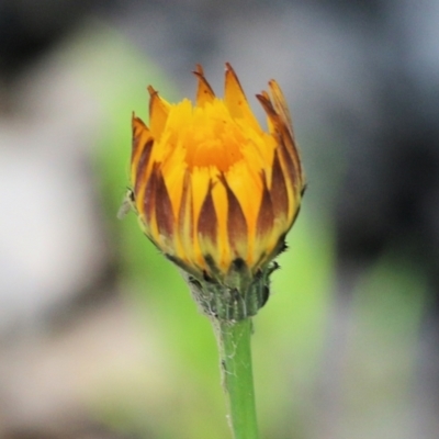 Hypochaeris radicata at Chiltern, VIC - 30 Oct 2021 by KylieWaldon