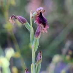 Calochilus robertsonii (Beard Orchid) at Beechworth, VIC - 29 Oct 2021 by KylieWaldon