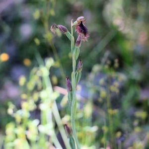 Calochilus robertsonii at Beechworth, VIC - suppressed