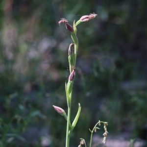 Calochilus robertsonii at Beechworth, VIC - suppressed