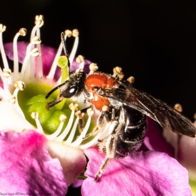 Lasioglossum (Callalictus) callomelittinum (Halictid bee) at Acton, ACT - 8 Nov 2021 by Roger