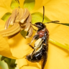 Lasioglossum (Callalictus) callomelittinum at Acton, ACT - 8 Nov 2021