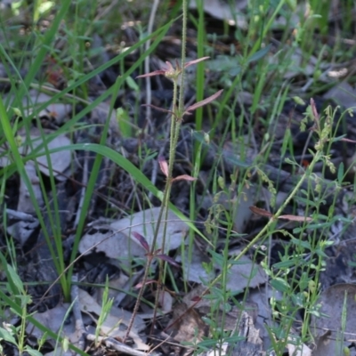 Opercularia hispida at Chiltern, VIC - 30 Oct 2021 by KylieWaldon