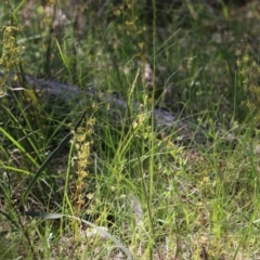 Drosera sp. at Chiltern, VIC - 30 Oct 2021 by KylieWaldon