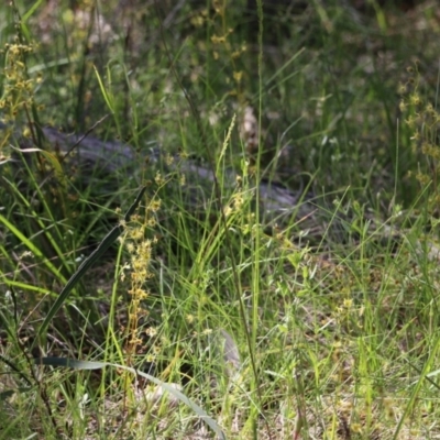 Drosera sp. at Chiltern, VIC - 30 Oct 2021 by KylieWaldon