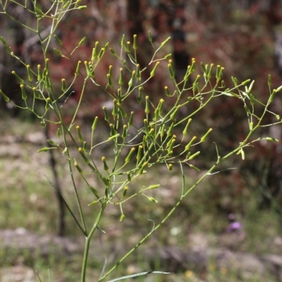 Senecio sp. at Beechworth, VIC - 30 Oct 2021 by KylieWaldon