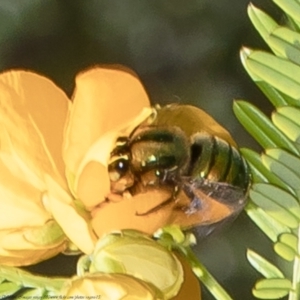 Xylocopa (Lestis) aeratus at Acton, ACT - 8 Nov 2021