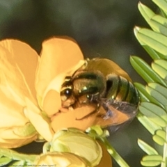 Xylocopa (Lestis) aeratus (Metallic Green Carpenter Bee) at Acton, ACT - 8 Nov 2021 by Roger