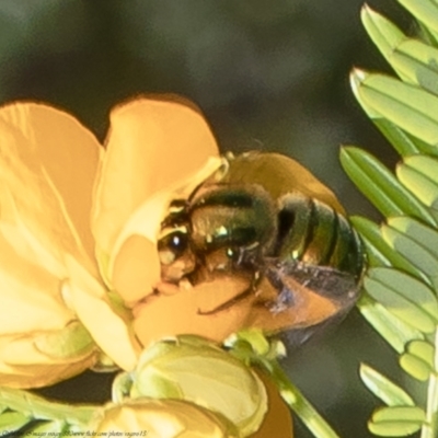 Xylocopa (Lestis) aerata (Golden-Green Carpenter Bee) at Acton, ACT - 8 Nov 2021 by Roger