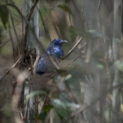 Ptilonorhynchus violaceus (Satin Bowerbird) at Tallaganda State Forest - 7 Nov 2021 by trevsci