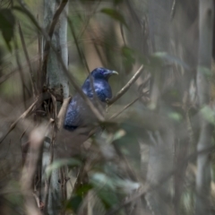 Ptilonorhynchus violaceus (Satin Bowerbird) at Rossi, NSW - 7 Nov 2021 by trevsci