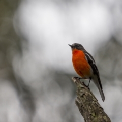 Petroica phoenicea (Flame Robin) at Tallaganda State Forest - 7 Nov 2021 by trevsci