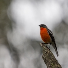 Petroica phoenicea (Flame Robin) at Rossi, NSW - 7 Nov 2021 by trevsci