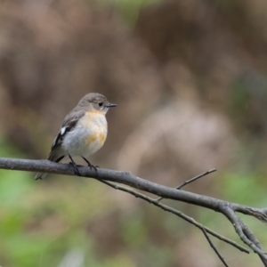 Petroica phoenicea at Rossi, NSW - 7 Nov 2021