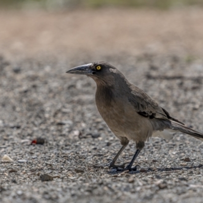 Strepera versicolor (Grey Currawong) at Rossi, NSW - 7 Nov 2021 by trevsci