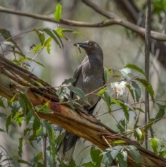 Strepera versicolor at Rossi, NSW - 7 Nov 2021