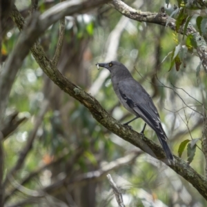 Strepera versicolor at Rossi, NSW - 7 Nov 2021