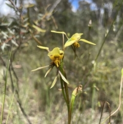 Diuris sulphurea (Tiger Orchid) at O'Connor, ACT - 8 Nov 2021 by Radha