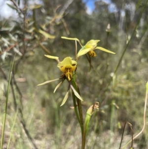 Diuris sulphurea at O'Connor, ACT - 8 Nov 2021