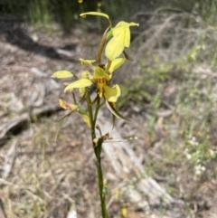 Diuris sulphurea at O'Connor, ACT - 8 Nov 2021