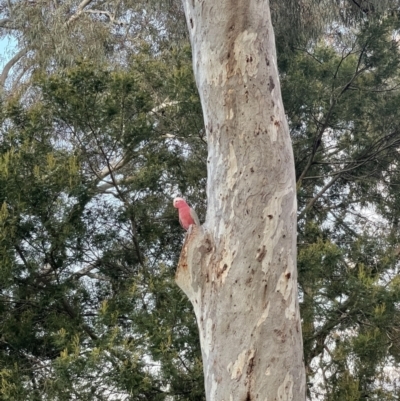 Eolophus roseicapilla (Galah) at O'Connor, ACT - 3 Oct 2021 by Radha