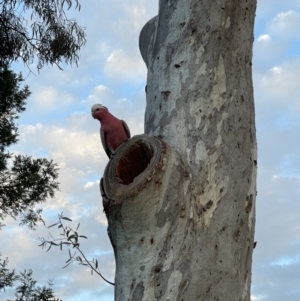 Eolophus roseicapilla at O'Connor, ACT - 3 Oct 2021